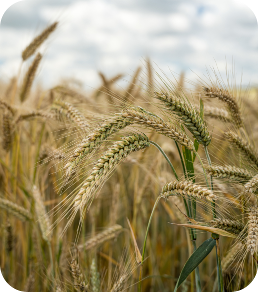 пшениця